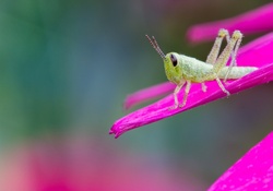 Little grasshopper