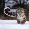 running snowleopard