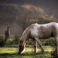 Beautiful Horses