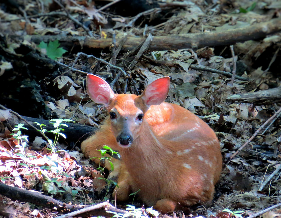 Baby Fawn in the Shadows