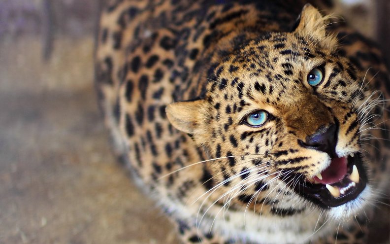 leopard_eyes.jpg