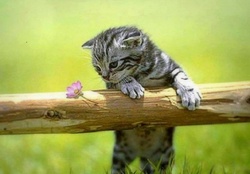 cute kitty and flower