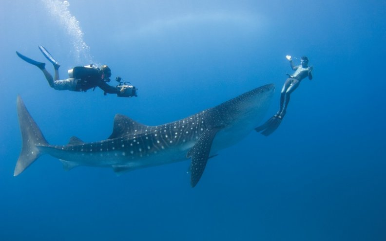 WHALE SHARK FRONT OF DIVER