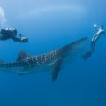 WHALE SHARK FRONT OF DIVER