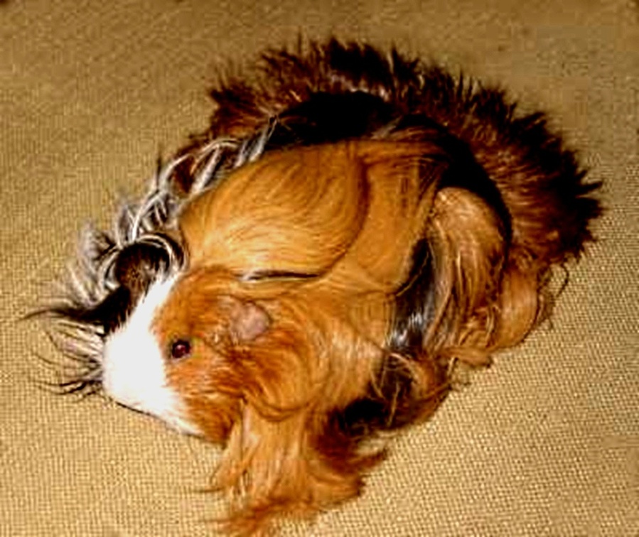 lLong haired Guinea pig
