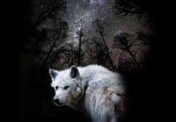 Scarlet wolf