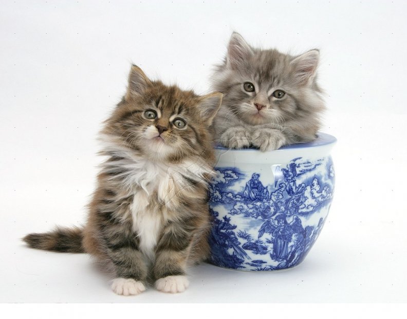 kittens_playing_with_a_blue_china_pot.jpg