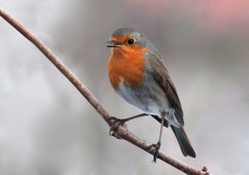 A robin on the tree