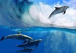 Dolphins playing with the tide