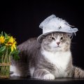 kitty with a hat