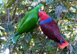 Noble Parrots