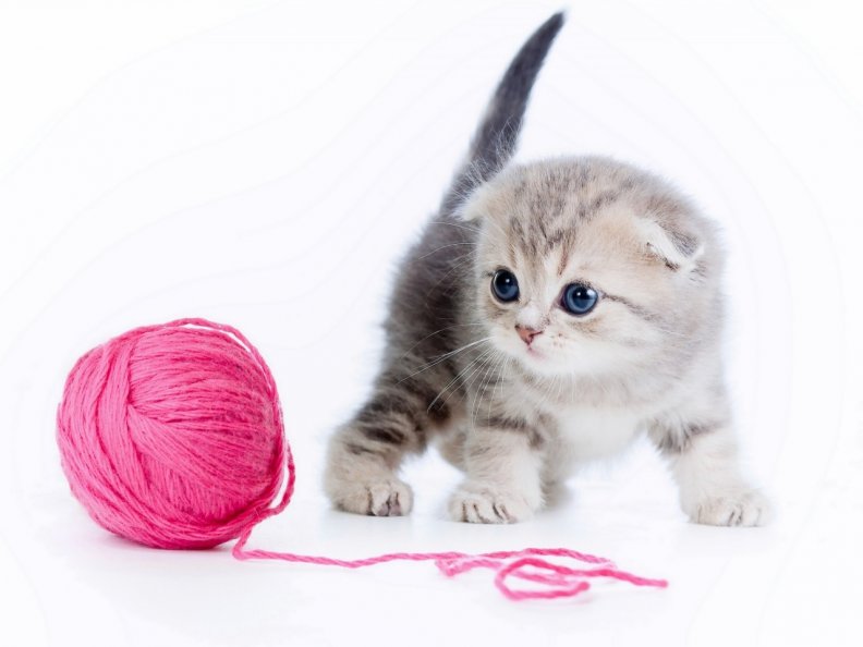 cute_kitten_with_pink_string.jpg