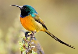 Orange_breasted sunbird