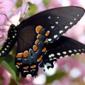 Beautiful Black Butterfly