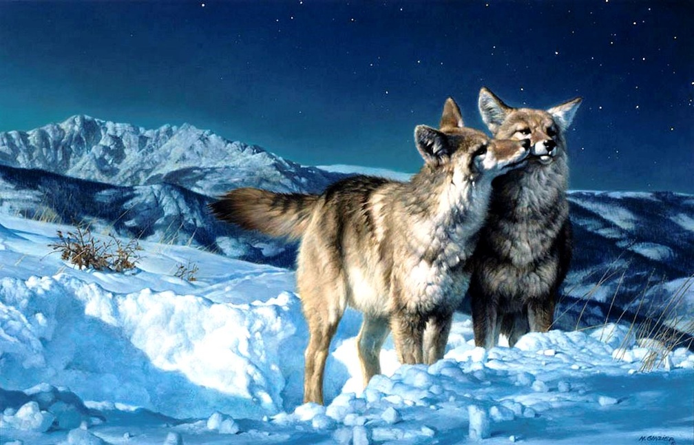 Wolves in Snow