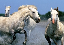 Horses Charging Through Water