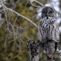Owl on Tree Stump