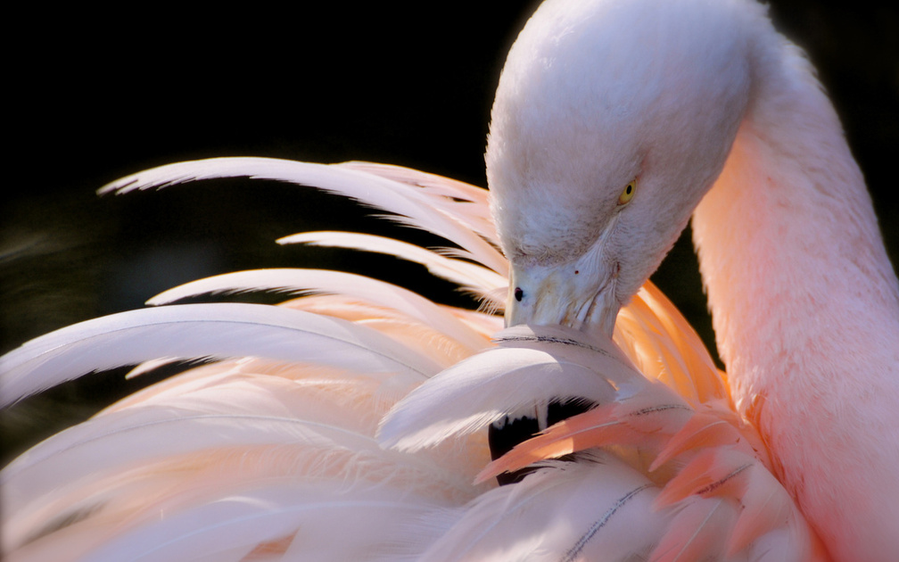 White Flamingo