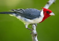 Red_crested Cardinal