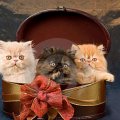 Cute Persian Kittens in a Gift Box