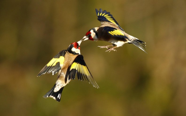 goldfinches.jpg