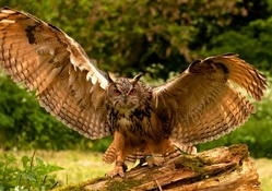 Owl Spreadings its Wings