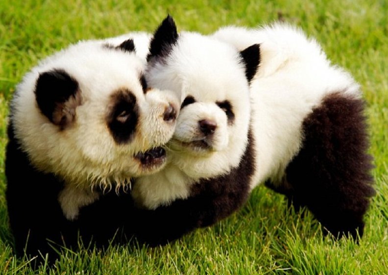 panda_like_puppies.jpg