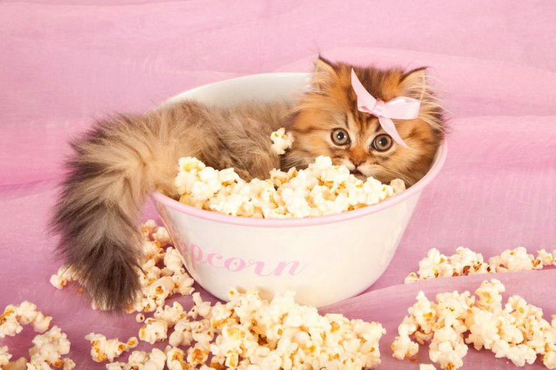 popcorn_kitty.jpg