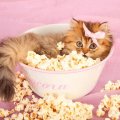 Popcorn kitty