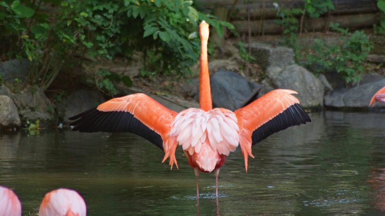 american_flamingo.jpg