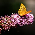 Butterfly in Botannical Garden