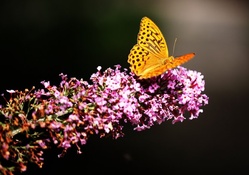 Butterfly in Botannical Garden