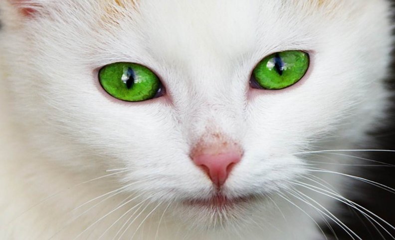 emerald_eyes.jpg