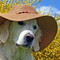 labrador wearing a beach hat