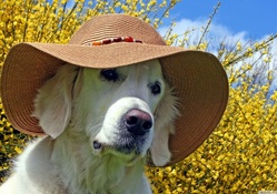 labrador wearing a beach hat
