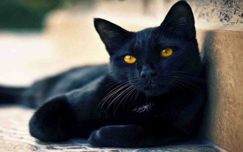 beautiful_black_cat.jpg