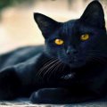 BEAUTIFUL BLACK CAT