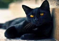 BEAUTIFUL BLACK CAT