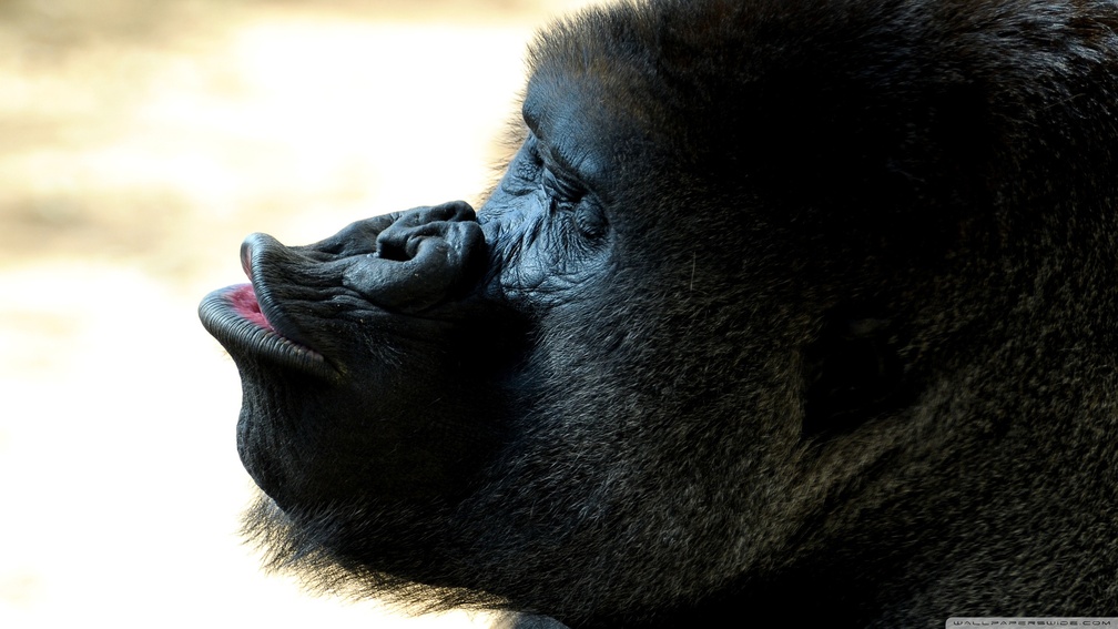 gorilla kiss