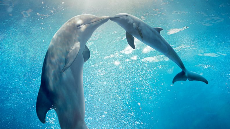 Dolphin mama and baby