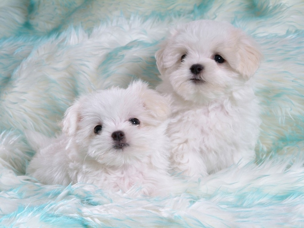 two adorable white puppies