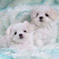 two adorable white puppies