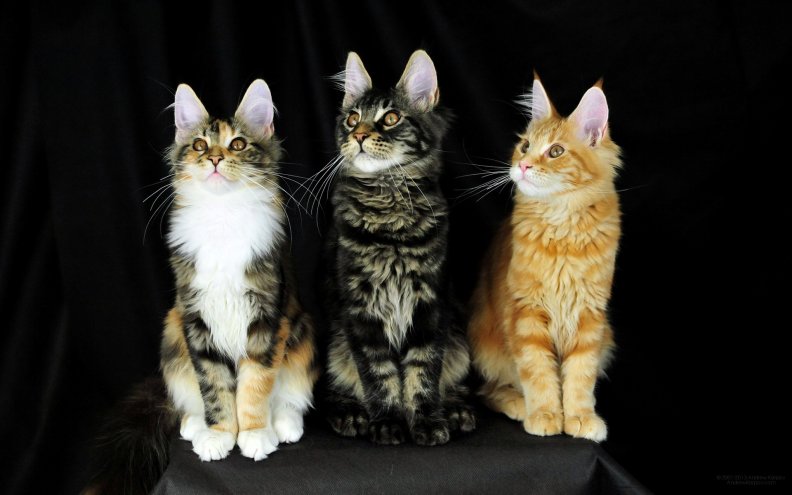 maine_coon_cats.jpg