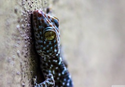 gecko thialand