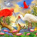 ✬Scarlet and White Ibis✬