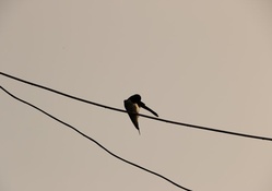 The Lone Bird