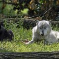 Tundra Wolf with Pup