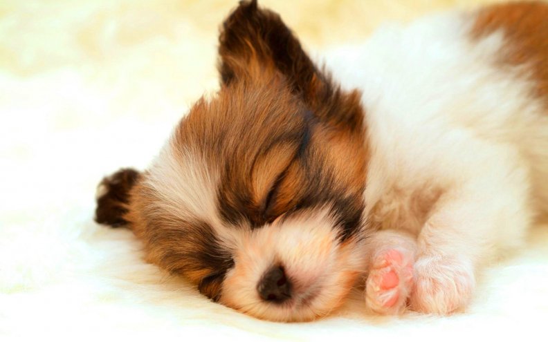 adorable_puppy_sleeping.jpg