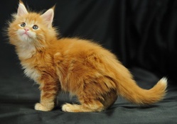 Sweet Maine Coon Cat
