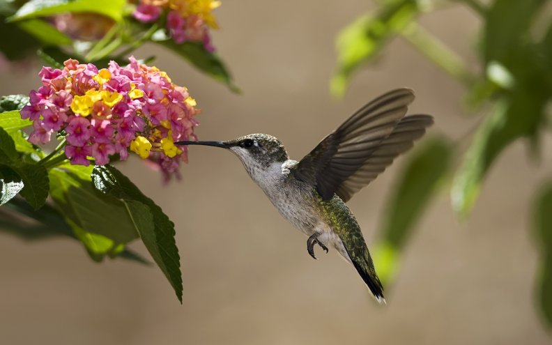 hummingbird_and_flower.jpg